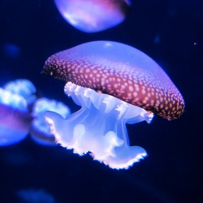 うろ㋙さんのプロフィール画像