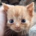 Catsudon (@mintychoc6) Twitter profile photo Catsudon (@mintychoc6) Twitter profile photo