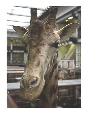 Spotticus Giraffe