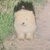 liew (@vorrorkor) Twitter profile photo liew (@vorrorkor) Twitter profile photo
