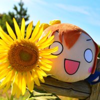 犬の人 (@koimol) 's Twitter Profile