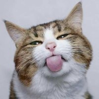 Correavv3566 ❤️ Memecoin (@correav15258103) 's Twitter Profile
