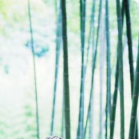 kani (@castiel_rosy) Twitter profile photo