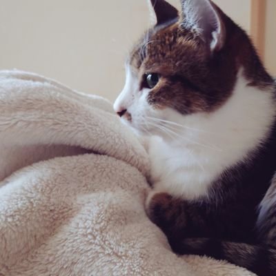 km_ryakbc1783's profile picture. 愛猫3匹の飼い主🐈🐾
雑多ごとのアカウント

旅行/競馬/ねこ/うま
幸英明騎手/北村友一騎手

夫婦でB'zファン 子供3人
ONEOKROCK /ABC/JDA etc…