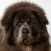 Iskald (@gassfullhund) Twitter profile photo Iskald (@gassfullhund) Twitter profile photo