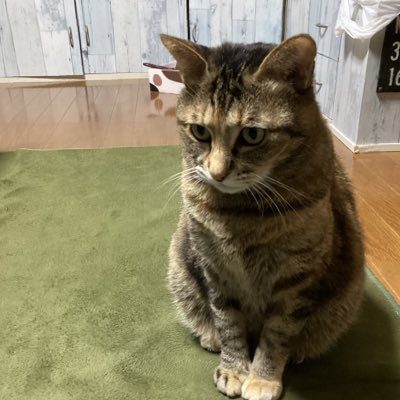 sinonao318's profile picture. 保護猫と暮らす日ハムファン 沖縄大好き 重機好き ファットバイク乗り 自家菜園 観葉植物 DIY レザークラフトなんでも趣味にしちゃう多趣味人 無言フォロー失礼します🙇