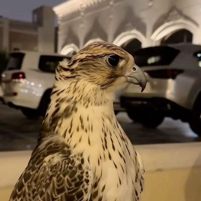 عاشق لمدرسة العرض والطلب والدعم والمقاومه . كل مايطرح مجرد تحليل فني وليس دعوه للشراء او للبيع .