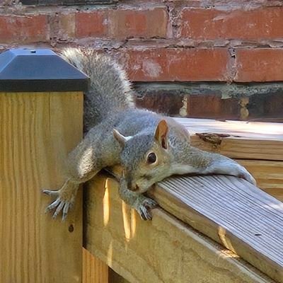 asquirrelsworld's profile picture. NSFW. 18+. No photos are of me or were taken by me. Curator, not creator. Feel free to say hey. 

https://t.co/xh33sE6k7X