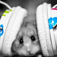 pequeños peludos argentina ok (@peludospeques3) 's Twitter Profile
