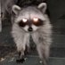 MuskRacc (@muskracc) Twitter profile photo MuskRacc (@muskracc) Twitter profile photo