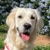 Trufa Blanca 🐶 | Golden Retriever 🐾 (@golden_trufa_b) Twitter profile photo Trufa Blanca 🐶 | Golden Retriever 🐾 (@golden_trufa_b) Twitter profile photo