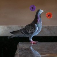 Angry Bird Flies π (@rosiecat2) 's Twitter Profile Photo Angry Bird Flies π (@rosiecat2) 's Twitter Profile Photo