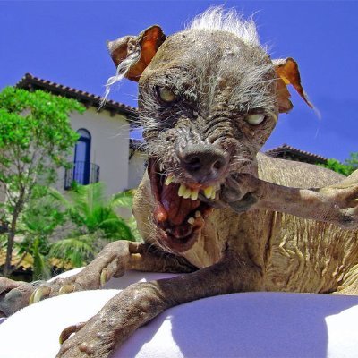EuthanizedSam's profile picture. https://t.co/Vc6pNU53FW
A Chinese Crested Dog who won the World's Ugliest Dog Contest three times. Sam was euthanized in 2005 at the age of 15.
