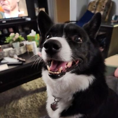 GenX geek that quotes movie lines and lyrics but can't remember why I came in a room. I'm owned by a corgi and 3 cats 🐶🐈⬛🐈⬛🐈
