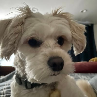 Brian44426729's profile picture. Undercover (supporting) Fella since Feb 2022. Donating, praying, bonking, boosting, and praying some more. Follow anti-fascist movements in Eastern Europe & USA