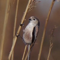 HAKU (@nanahaku_7389) 's Twitter Profile Photo