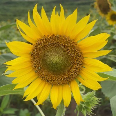 oneai88's profile picture. A beautiful story.
https://t.co/yrMvtyD64N🔥🎃🦋⛄ 
互fo