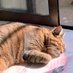 ねこまる (@neco_inxp) Twitter profile photo ねこまる (@neco_inxp) Twitter profile photo
