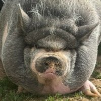 $NikePig (@nike_hoskinson) 's Twitter Profile