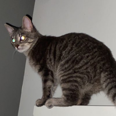 AikidoRugPulls's profile picture. 