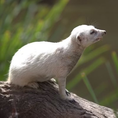 SnowyTheMeerkat's profile picture. $SNOWY https://t.co/wLuibzlxUZ