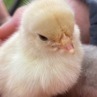 Meri (@merimee__) Twitter profile photo