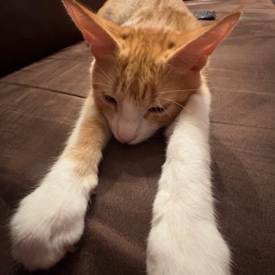 Verchtappen's profile picture. Max (Verstappen) fan account