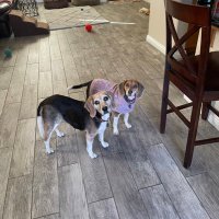 Lucy Lu and Maggie May - Beagle Sisfurs (@lucymagsisfurs) 's Twitter Profile