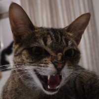 Raizel (@4ryanlopes) 's Twitter Profile