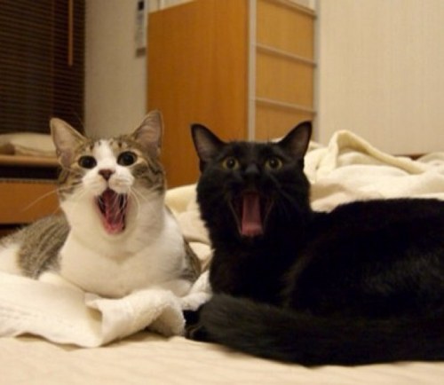 Nora0827's profile picture. 🖖🏻LIVE LONG AND PROSPER🖖🏻 TREAT OTHERS THE WAY YOU WISH TO BE TREATED🖖🏻 NCTzen🌱ALPHAZ🐺