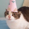 chicorinha_'s profile picture. uma gata com 25 advogados, uma língua afiada, nenhum pescoço e problemas com pontuação . perfil de humor (às vezes)