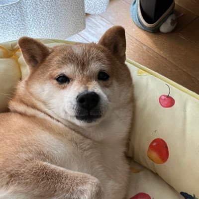 2009年12月21日 愛知 西三河 柴犬♀ よろしくお願いします。兄弟犬探したいな 🐕🐕🐕🐕 無言フォローお許しを🙏基本、DMは放置です🙅