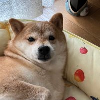 そら 15歳に🐕 (@sora_m781) 's Twitter Profile Photo そら 15歳に🐕 (@sora_m781) 's Twitter Profile Photo