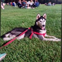 Türk Komando . (@bayrak13211321) 's Twitter Profile