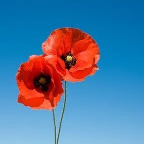 fn1949's profile picture. Conservative, father, grandfather. politically aware. concerned about where Canada is headed. #LiberalsMustGo . Parler Fn1949 @fn1949. #Gettr @jeff_braun