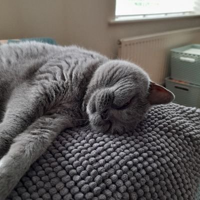 Louise14157021's profile picture. Bibliophile