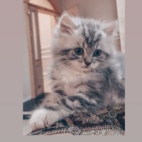 Reem Rakha (@reemrakha2) 's Twitter Profile
