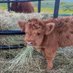moo (@iluvcows5evr) Twitter profile photo moo (@iluvcows5evr) Twitter profile photo