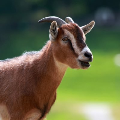 GOATNotesX's profile picture. Community Notes at Their Finest