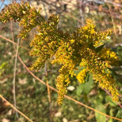 atinyswva's profile picture. 