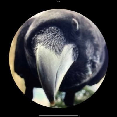 #wtpBlue #Harris2024 NeverAgainTrump “Blackbird singing in the dead of night”🐦⬛ You know me AnnBlackbird on Blue sky (in case) 👉🏻Golf of Mexico