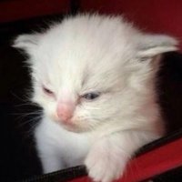 อะไรอะไรเอ่ย (@whatsoever519) 's Twitter Profile