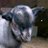 🐐(revenge arc) avatar