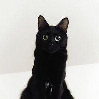 ミルク (@nyanko_house) 's Twitter Profile