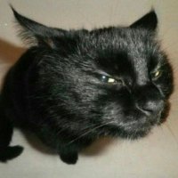 that diabla (@cor4wav) 's Twitter Profile