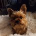 Laurie (@loreo1964) Twitter profile photo Laurie (@loreo1964) Twitter profile photo