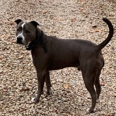 racerdad51b's profile picture. Pain is temporary quitting lasts forever