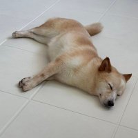 내동생 누룽지 (@nulong_z) 's Twitter Profile Photo 내동생 누룽지 (@nulong_z) 's Twitter Profile Photo