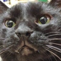 ねこちゃんず (@ailcom1552) 's Twitter Profile