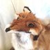 Velvet (@velvetbrownfox) Twitter profile photo Velvet (@velvetbrownfox) Twitter profile photo